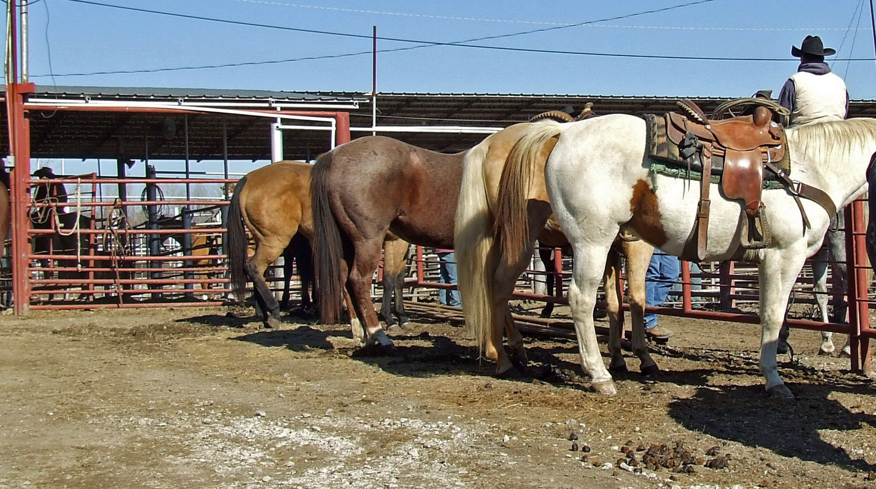 fort livestock market scott